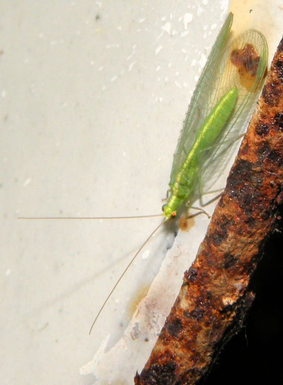 Due Crisope - Dichochrysa flavifrons e Chrysoperla sp.